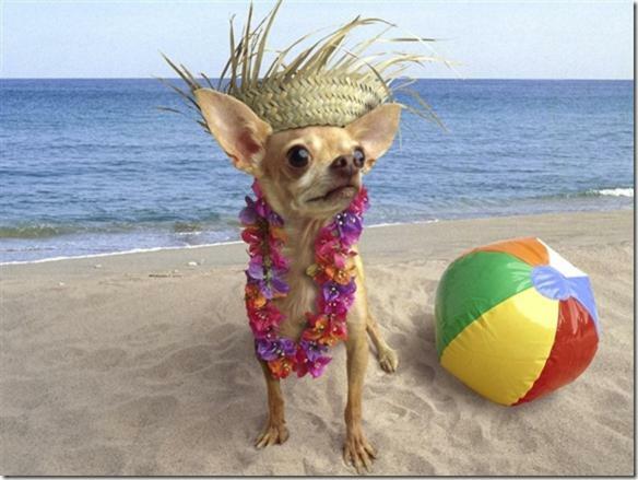 South Beach Inn Beach Motel South Padre Island Εξωτερικό φωτογραφία